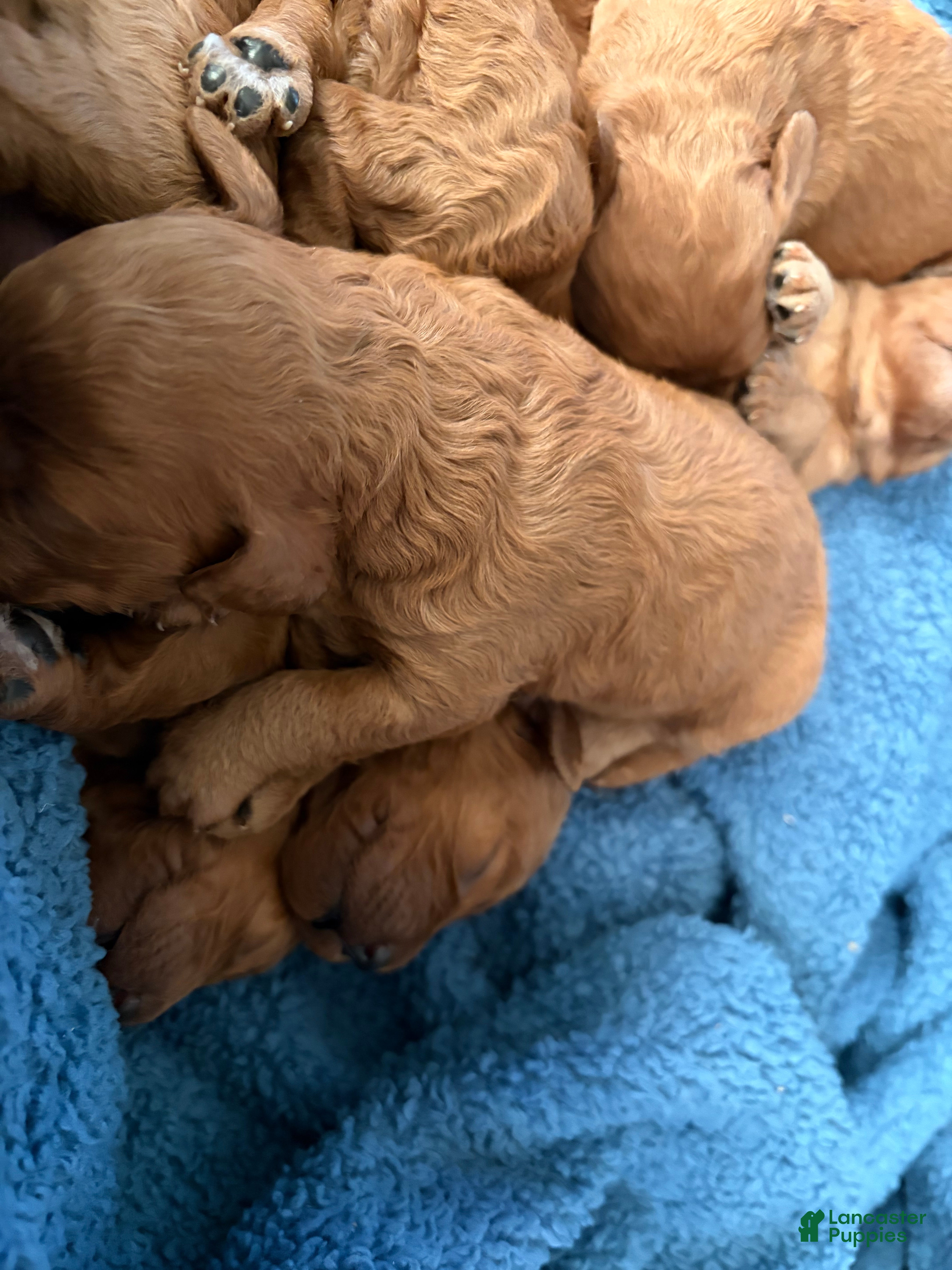 Mini Goldendoodle dogs Mini Goldendoodle Puppy 4 - Ad 12