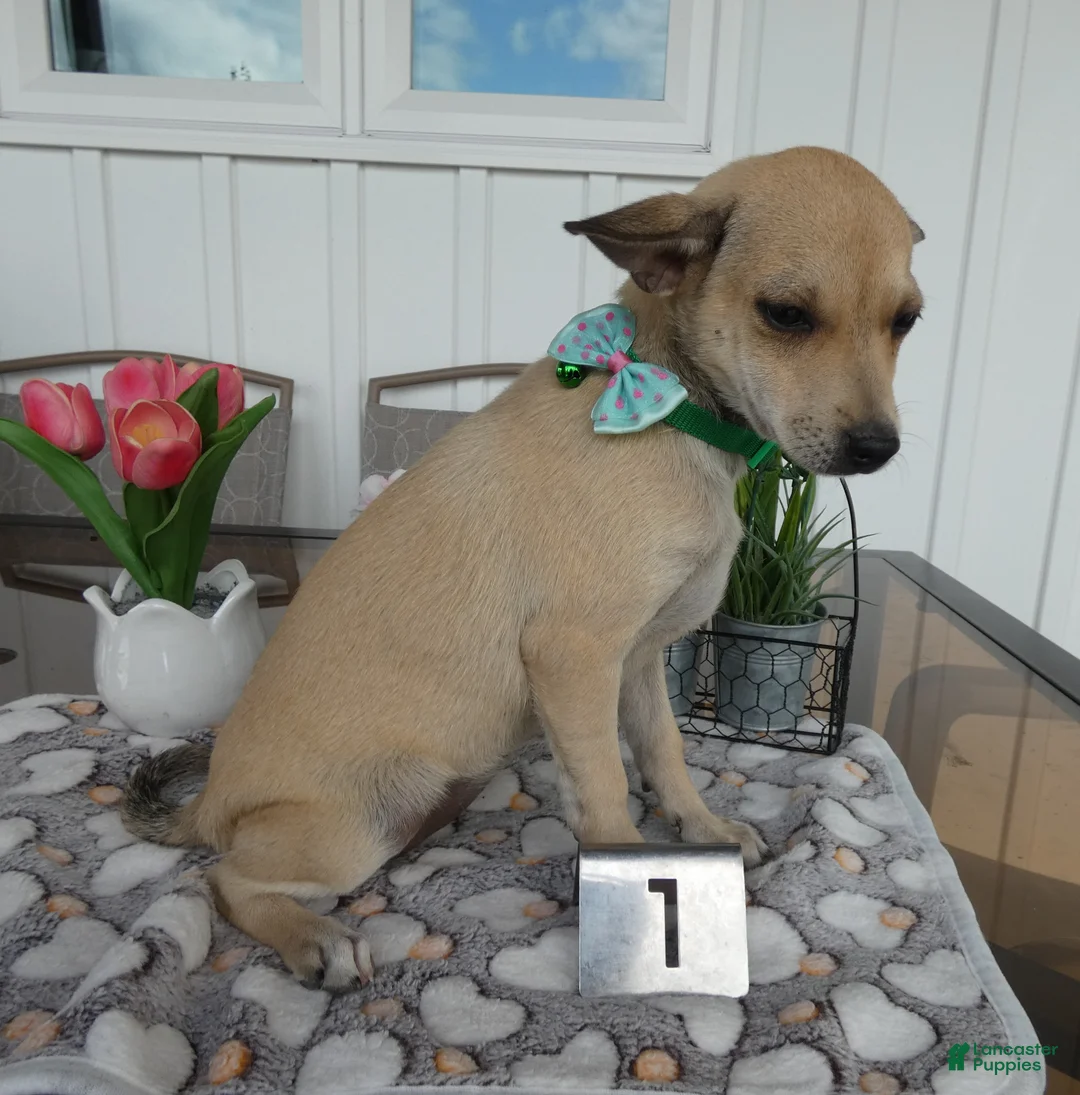 Chihuahua dogs for sale: Chihuahua Puppy 2 Mini - Ad 3
