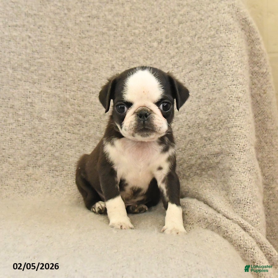 Pug dogs Waldo - Ad 3