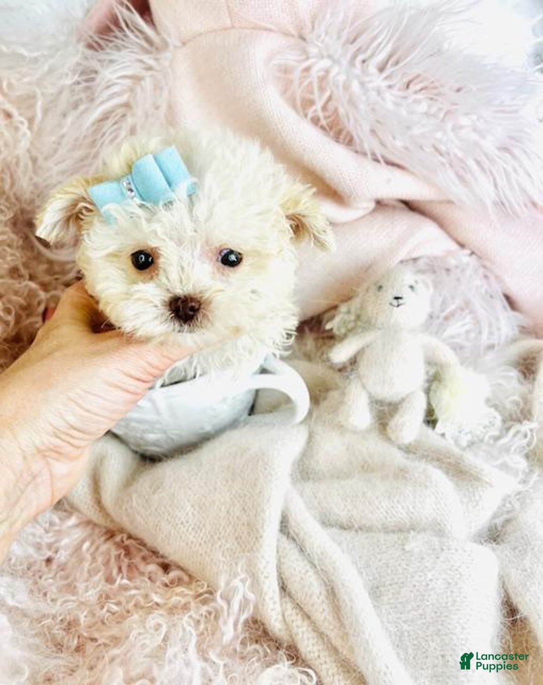 Toy Poodle dogs for sale: Toy Poodle Puppy 1 - Ad 1