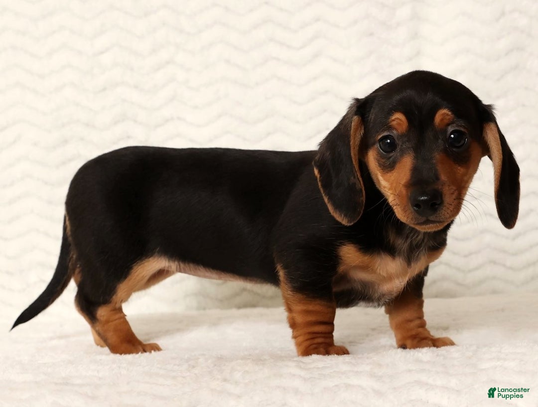 Miniature Dachshund dogs for sale: Emmy - Ad 1