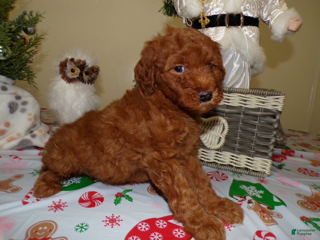 Miniature Poodle dogs for sale: Miniature Poodle Puppy 4 Joy - Ad 3