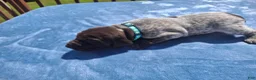 German Shorthaired Pointer dogs for sale: German Shorthaired Pointer Willow - Ad 7