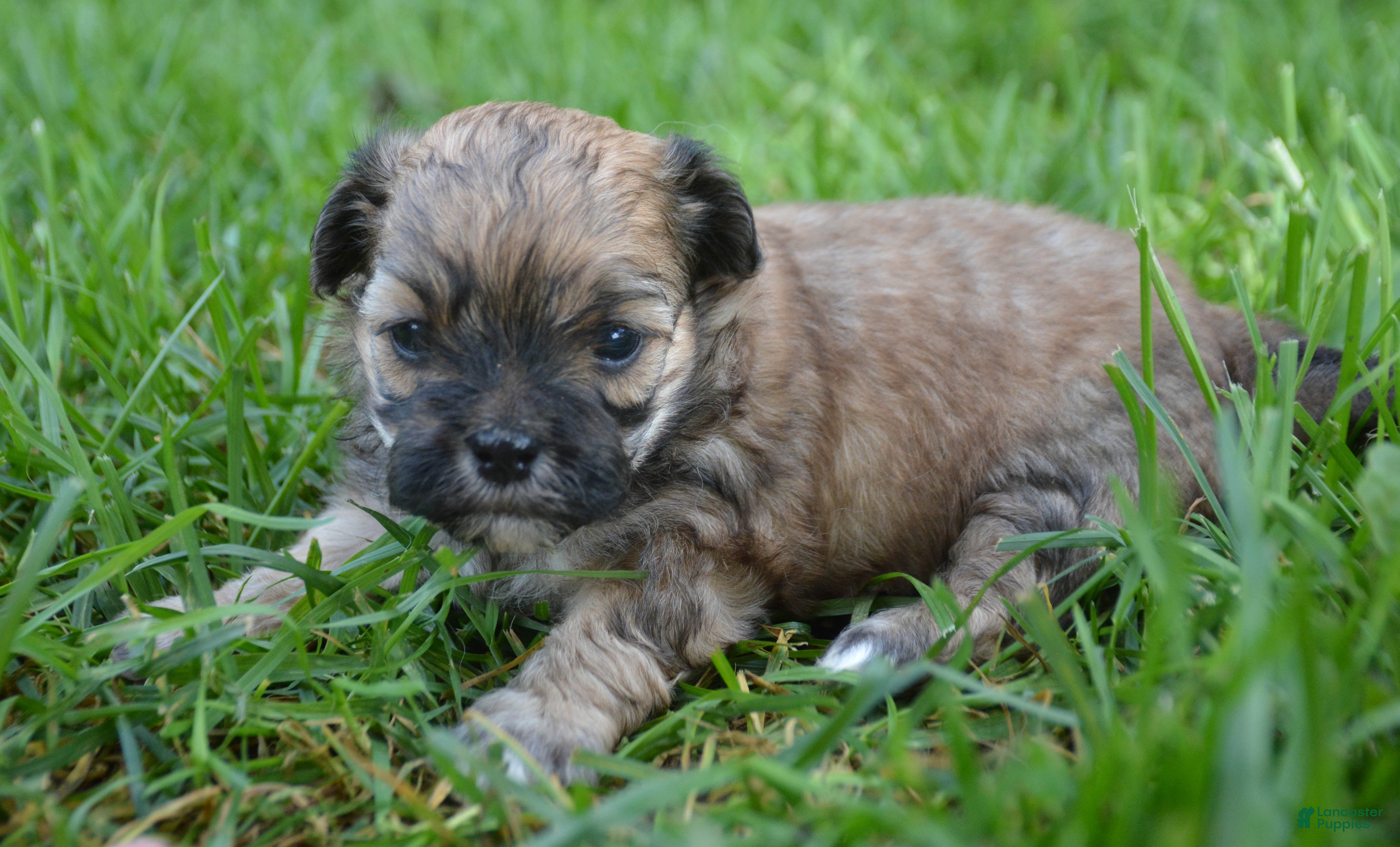 Shihpoo dogs Shelly Shihpoo 3 - Ad 1