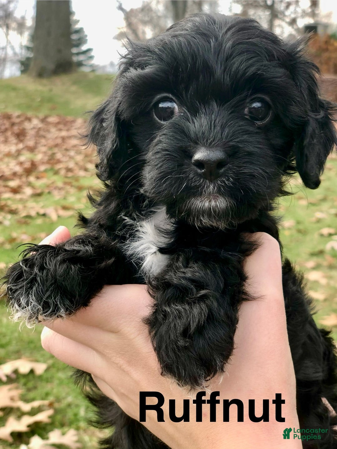 Cavapoo dogs for sale: Ruffnut - Ad 4