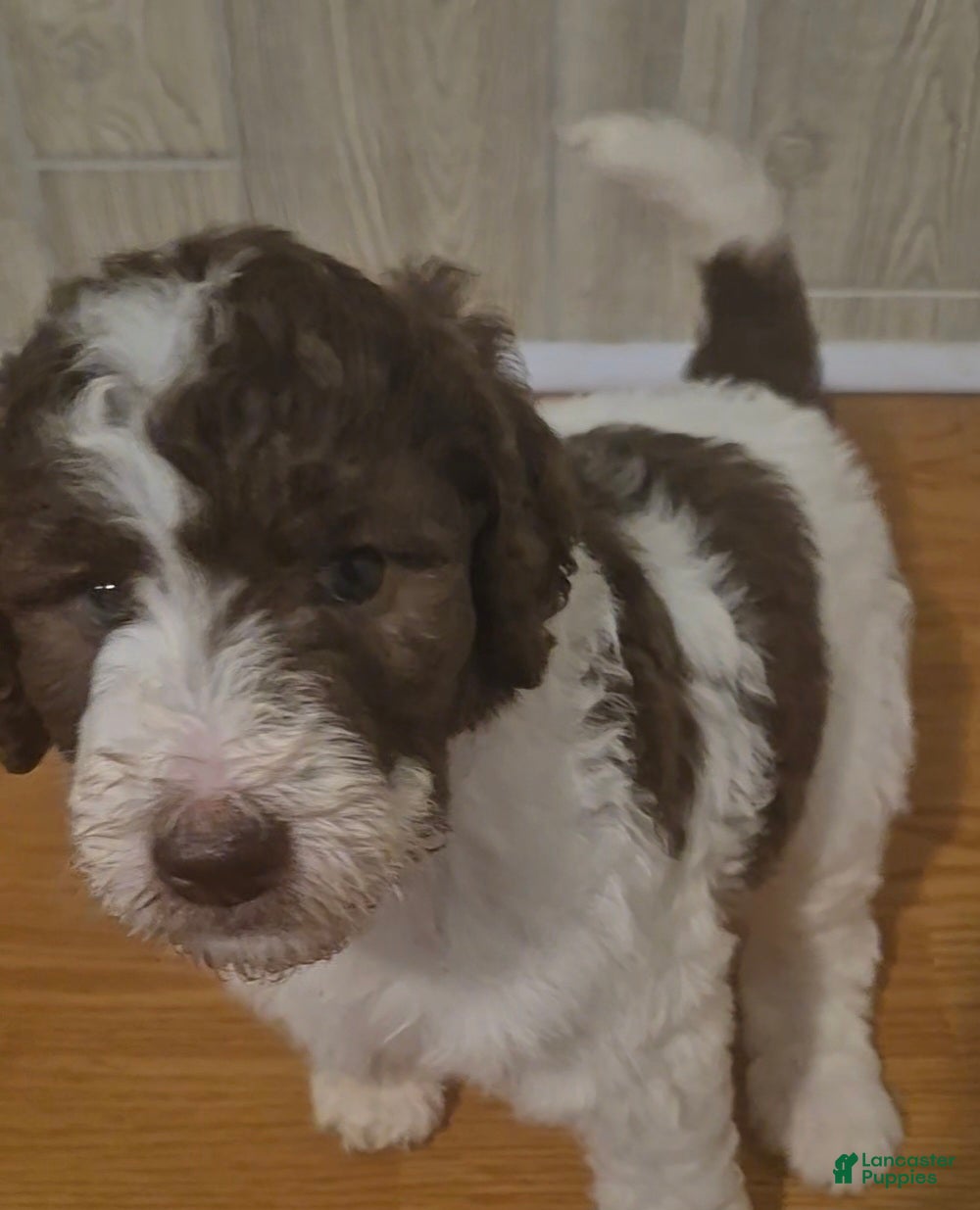 Labradoodle dogs Jewelweed *REDUCED* - Ad 10