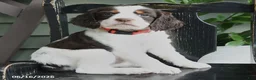 English Springer Spaniel dogs for sale: Cheyenne - Ad 2