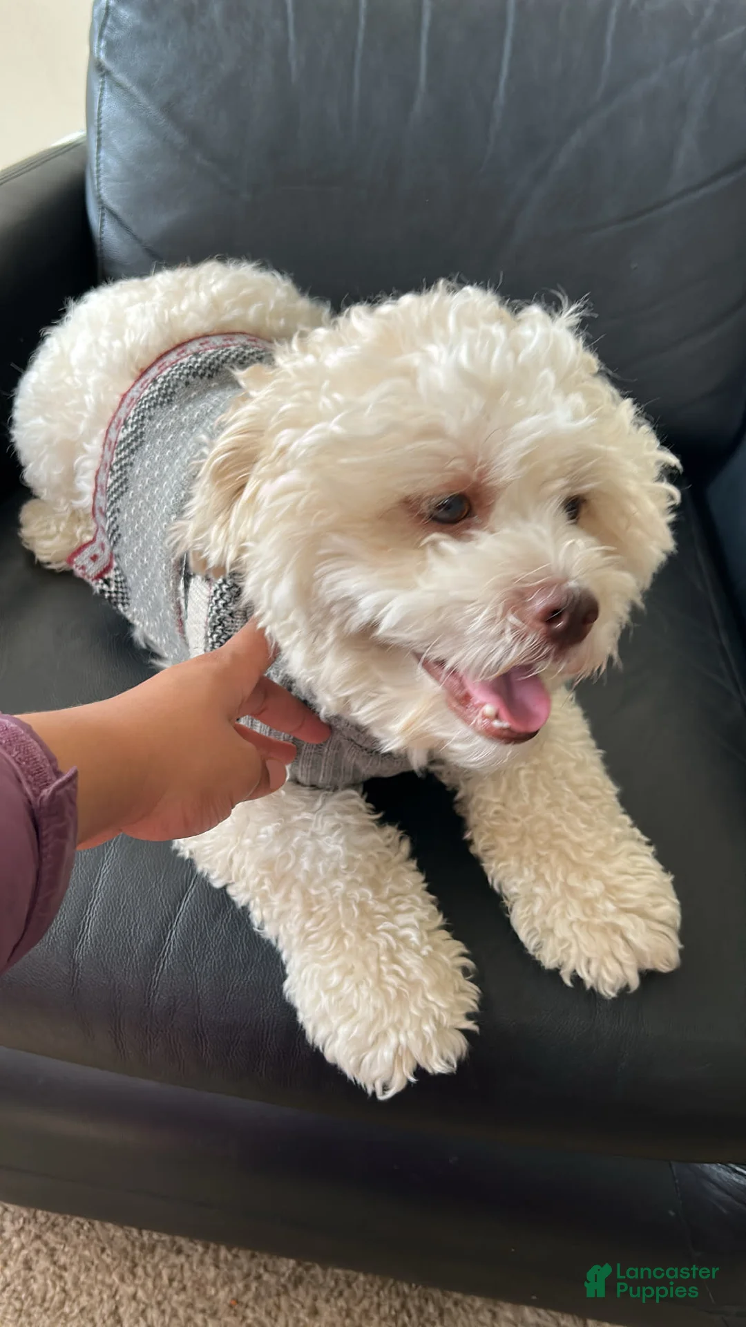 Gallery Image {{count}}