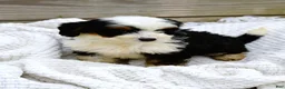 Mini Bernedoodle dogs for sale: Logan - Ad 5