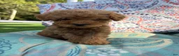 Mini Goldendoodle dogs for sale: Princess - Ad 14
