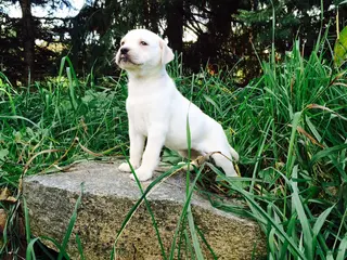 Labrador Retriever dogs Labrador Retriever Puppy 1 - Ad 38