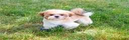 Shih Tzu dogs for sale: Fox  - Ad 3