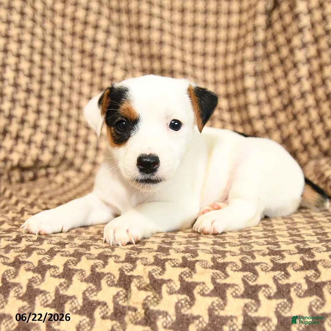 Jack Russell Terrier dogs for sale: Billy - Ad 2