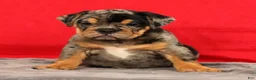 Beabull dogs for sale: Clark - Ad 7