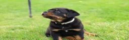 Rottweiler dogs for sale: Bear - Ad 5