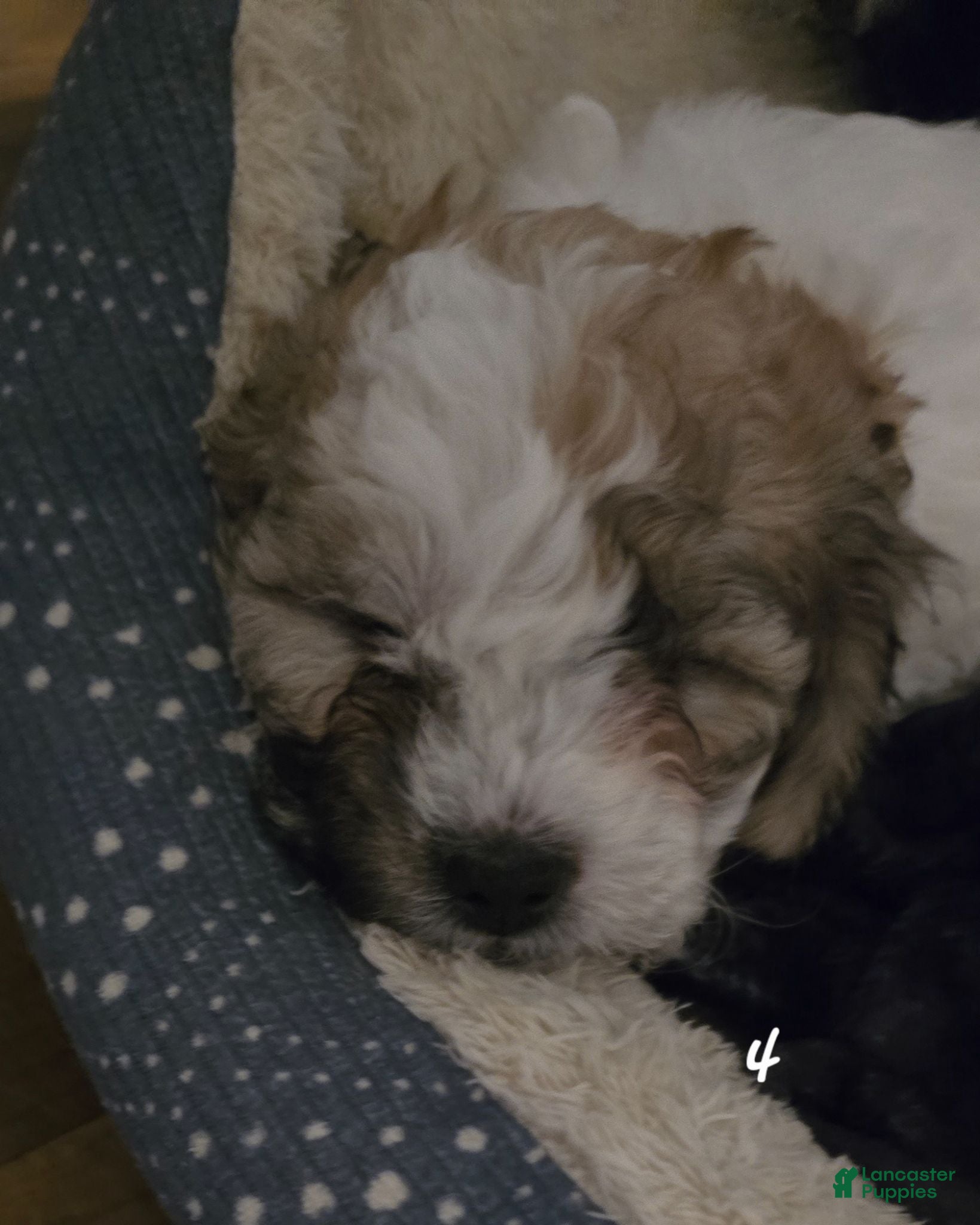 Shihpoo dogs Shihpoo 4 - Ad 38