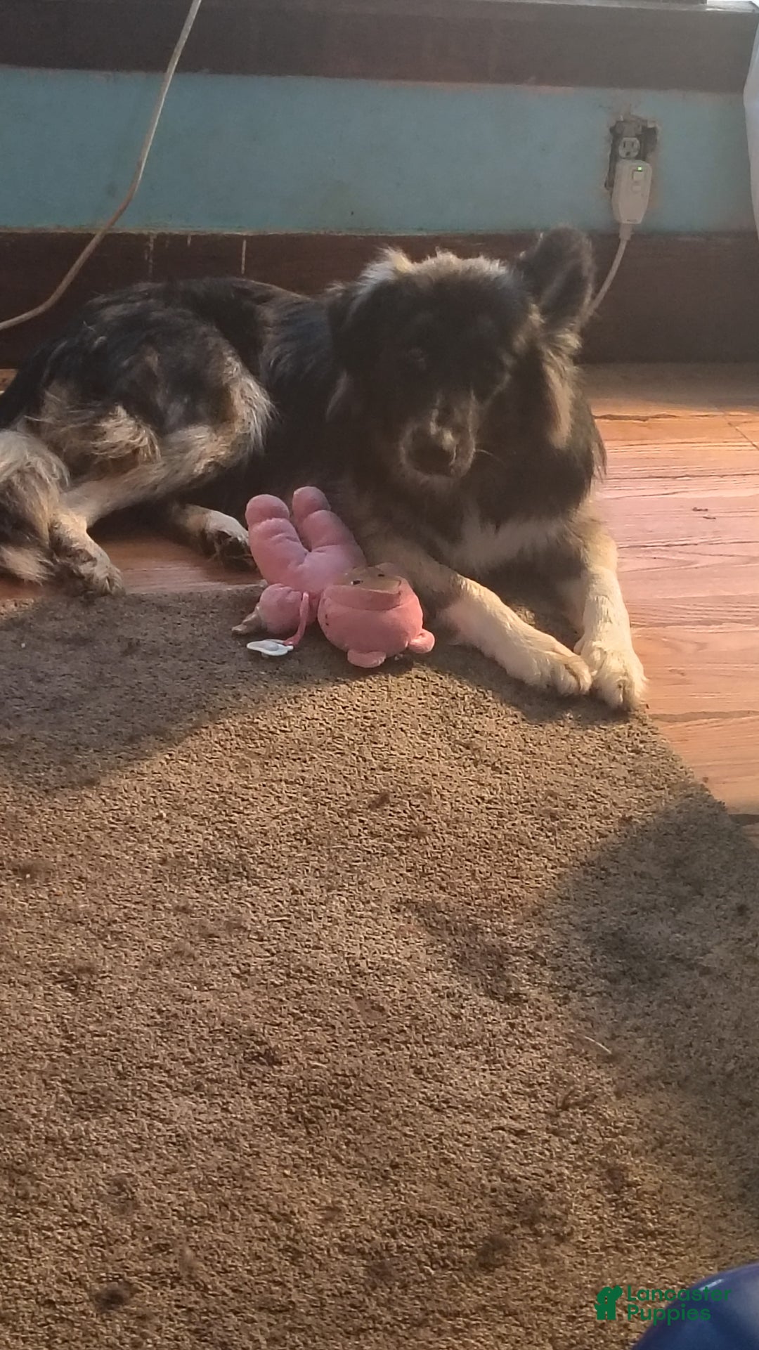 Mixed Breed dogs for sale: Mocha  - Ad 3