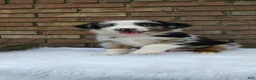 Australian Shepherd dogs for sale: Max - Ad 3