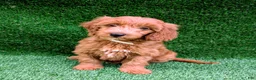 Mini Goldendoodle dogs for sale: Bella - Ad 7