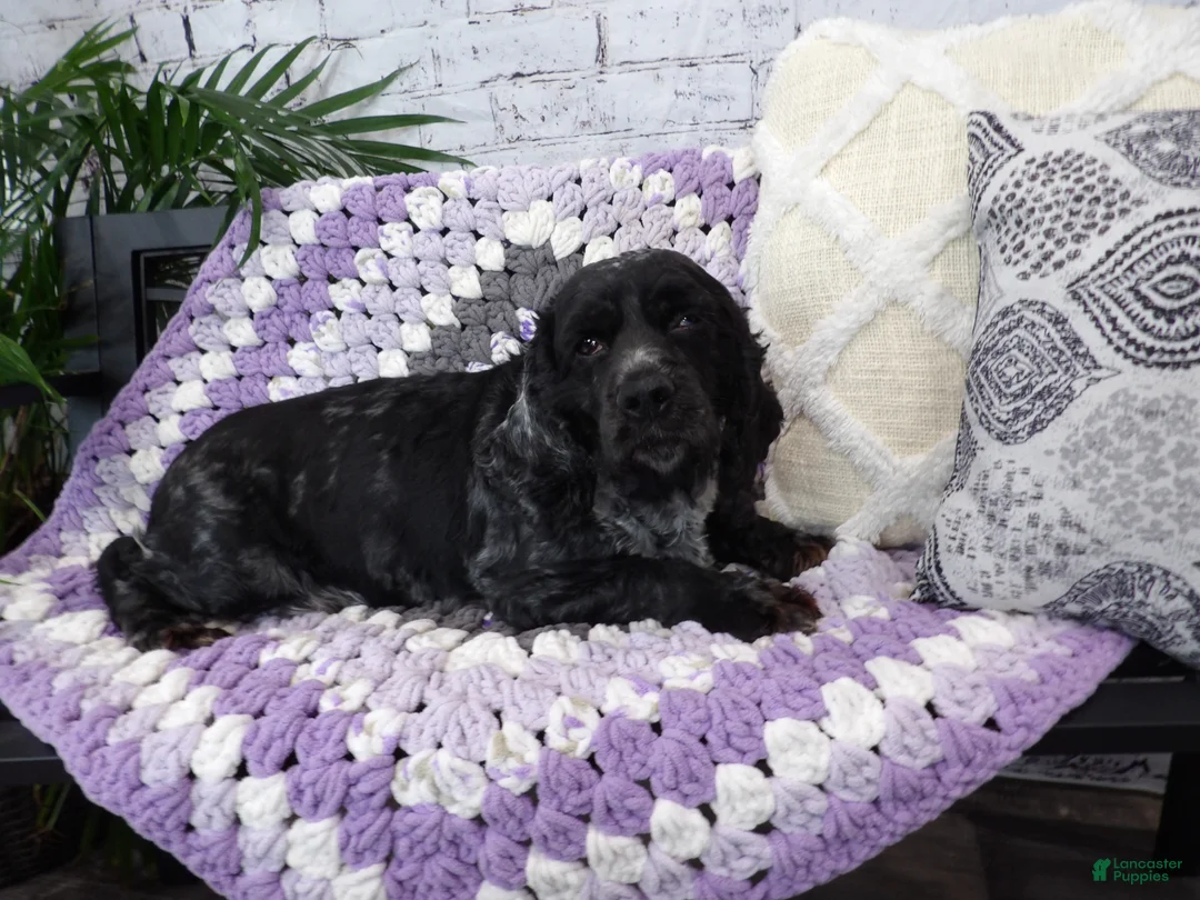 Cocker Spaniel dogs for sale: Mary - Ad 2