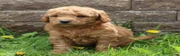 Mini Goldendoodle dogs for sale: Bobby - Ad 2