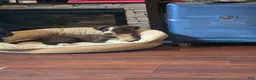 Miniature Australian Shepherd dogs for sale: Miniature Australian Shepherd 1 - Ad 3