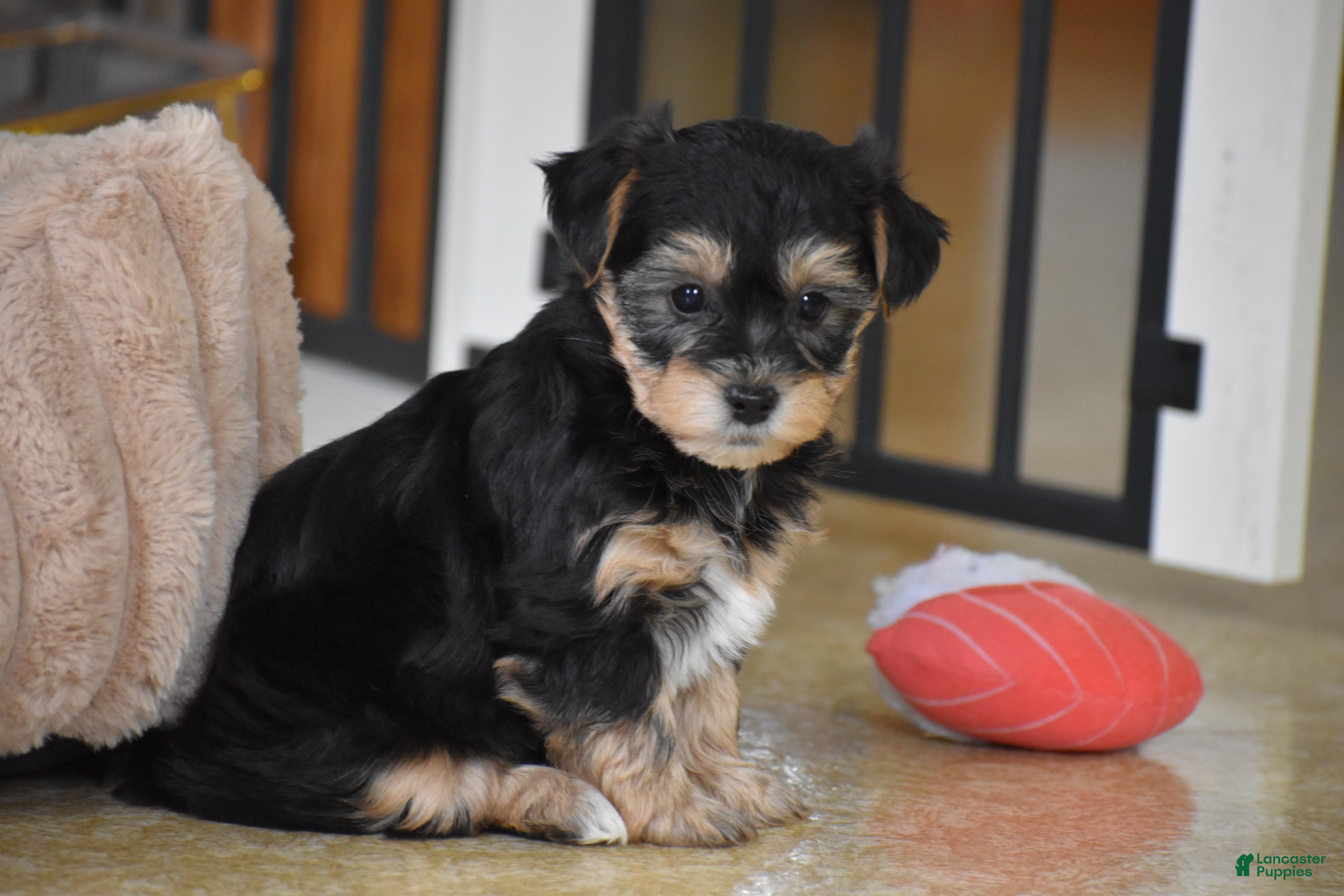 Mixed Breed dogs Zeus - Ad 2