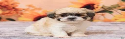 Teddy Bear dogs for sale: Tammie - Ad 3