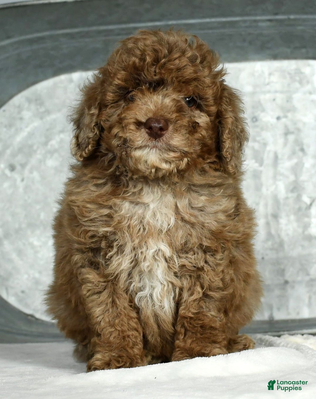 Miniature Poodle dogs for sale: Jasper - Ad 4