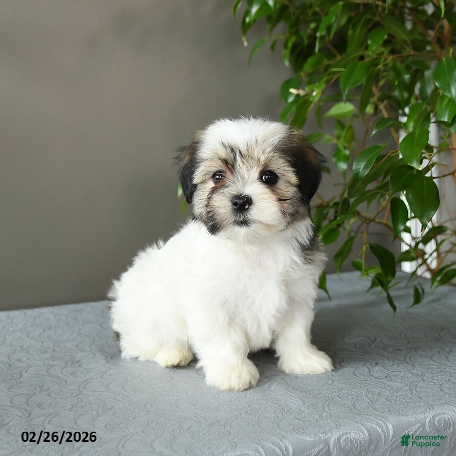 Mixed Breed dogs Sophie - Ad 2