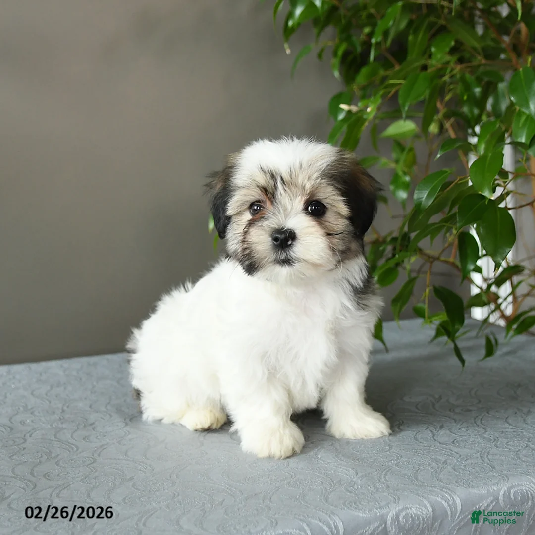 Mixed Breed dogs for sale: Sophie - Ad 2