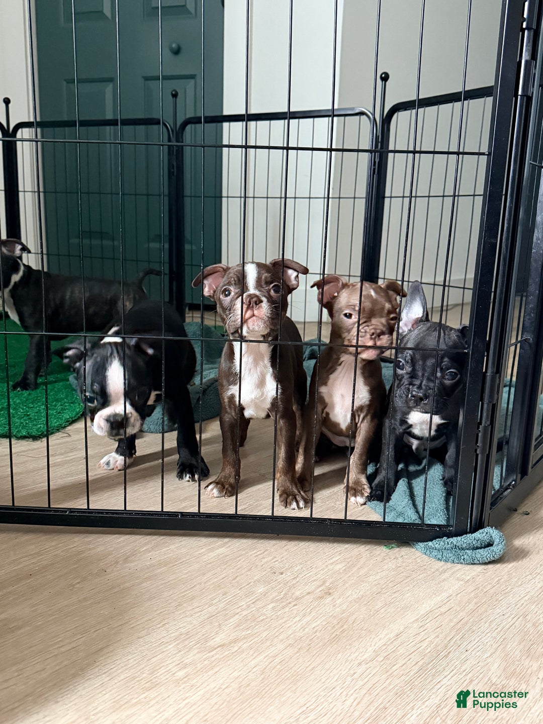 Frenchton dogs for sale: Penelope  - Ad 6