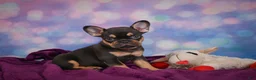 French Bulldog dogs for sale: Darla - Ad 3
