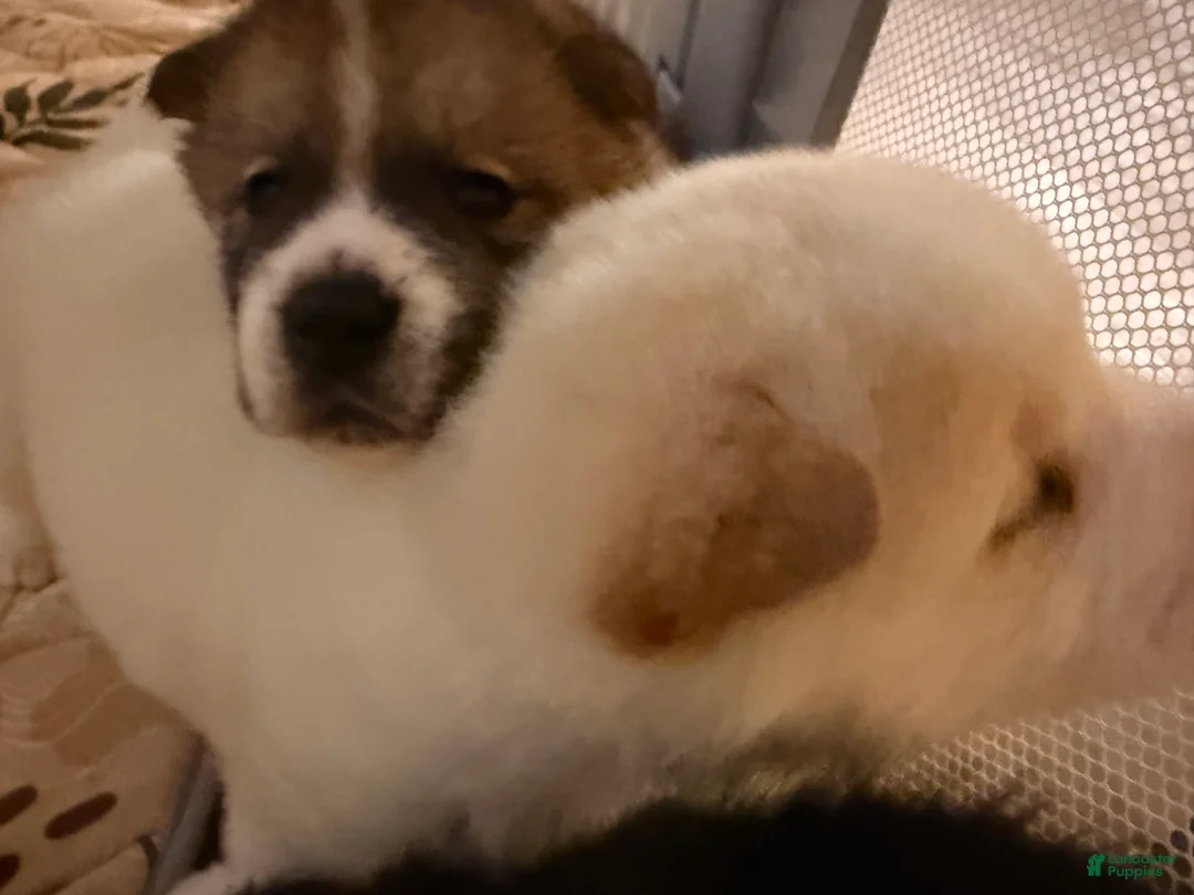 Akita dogs for sale: Nova - Ad 2