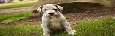 Beulah Great Dane 