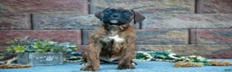 Boxer dogs for sale: Rocky - Ad 3