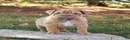 English Bulldog dogs for sale: Fiddle - Ad 5