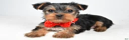 Yorkshire Terrier dogs for sale: Tommy - Ad 1