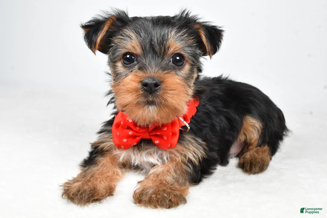 Yorkshire Terrier dogs for sale: Tommy - Ad 1