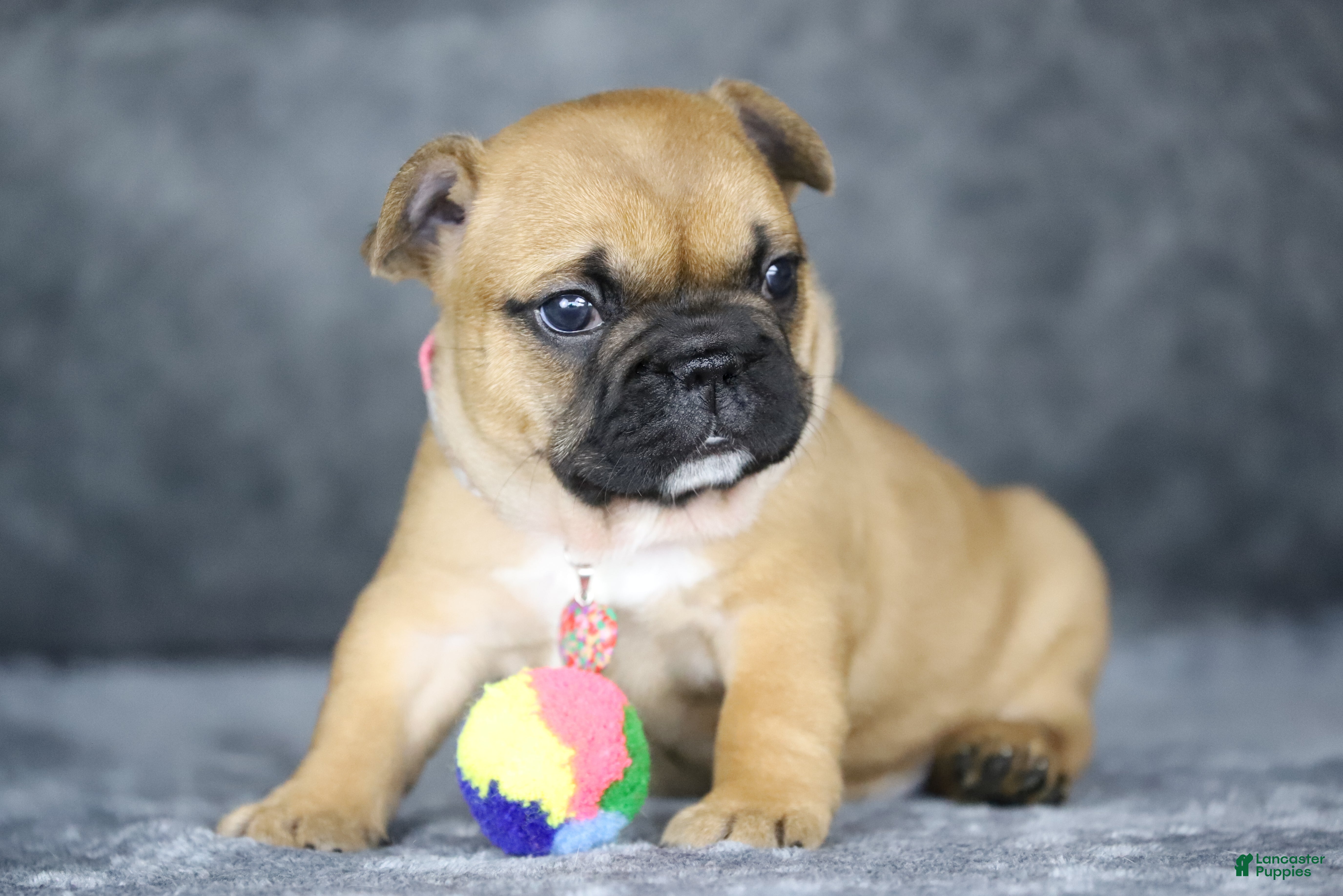 French Bulldog dogs Amber - Ad 2