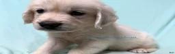 Golden Retriever dogs for sale: Matty - Ad 8