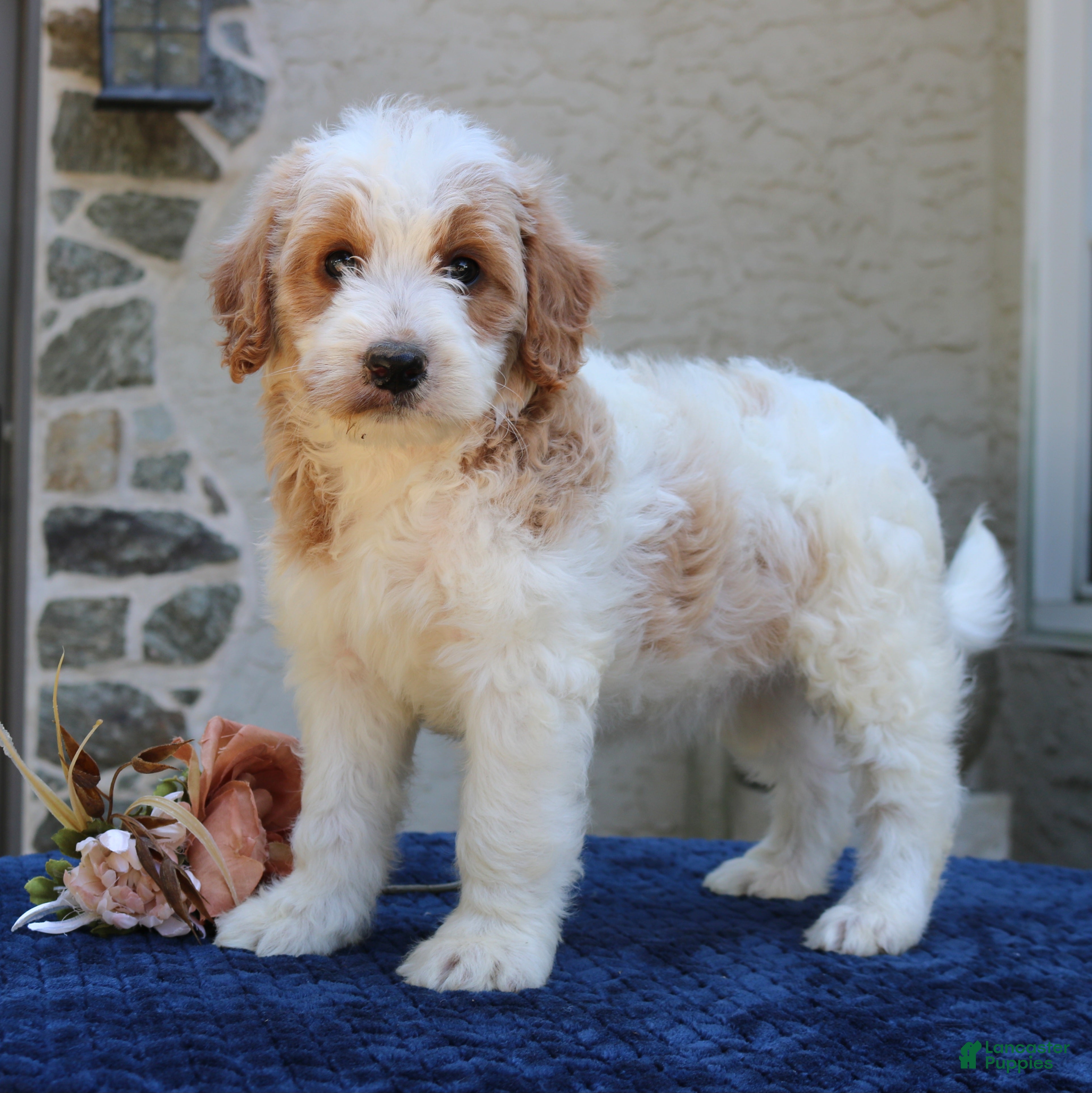 Goldendoodle dogs Dustin  - Ad 2