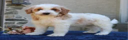 Goldendoodle dogs for sale: Dustin  - Ad 3