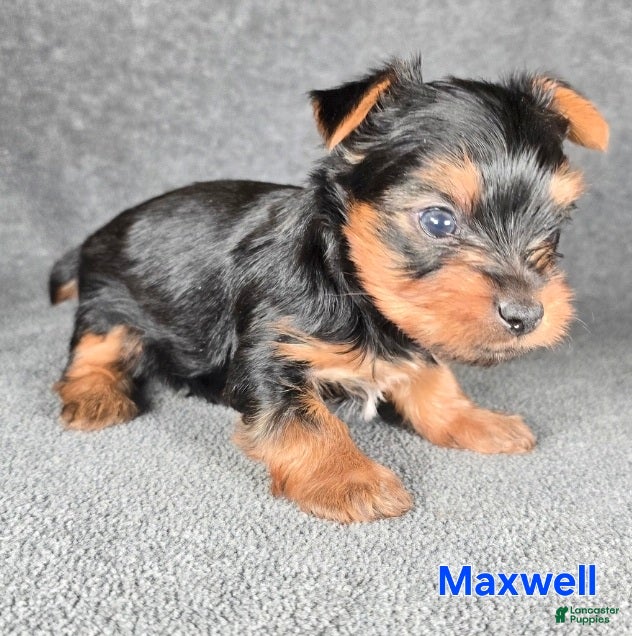 Yorkshire Terrier dogs Maxwell - Ad 10