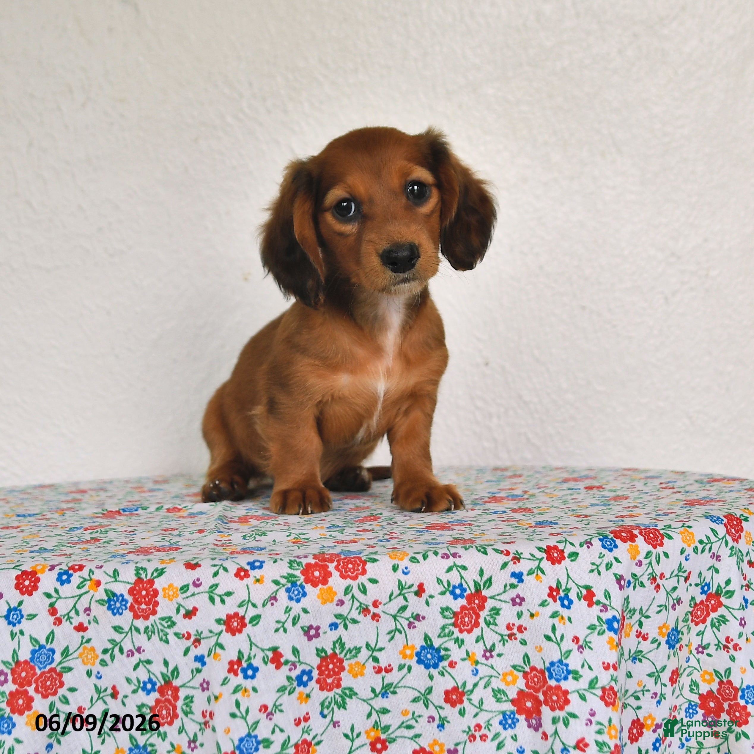 Miniature Dachshund dogs Kylie - Ad 1