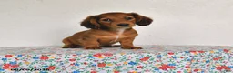 Miniature Dachshund dogs for sale: Kylie - Ad 1