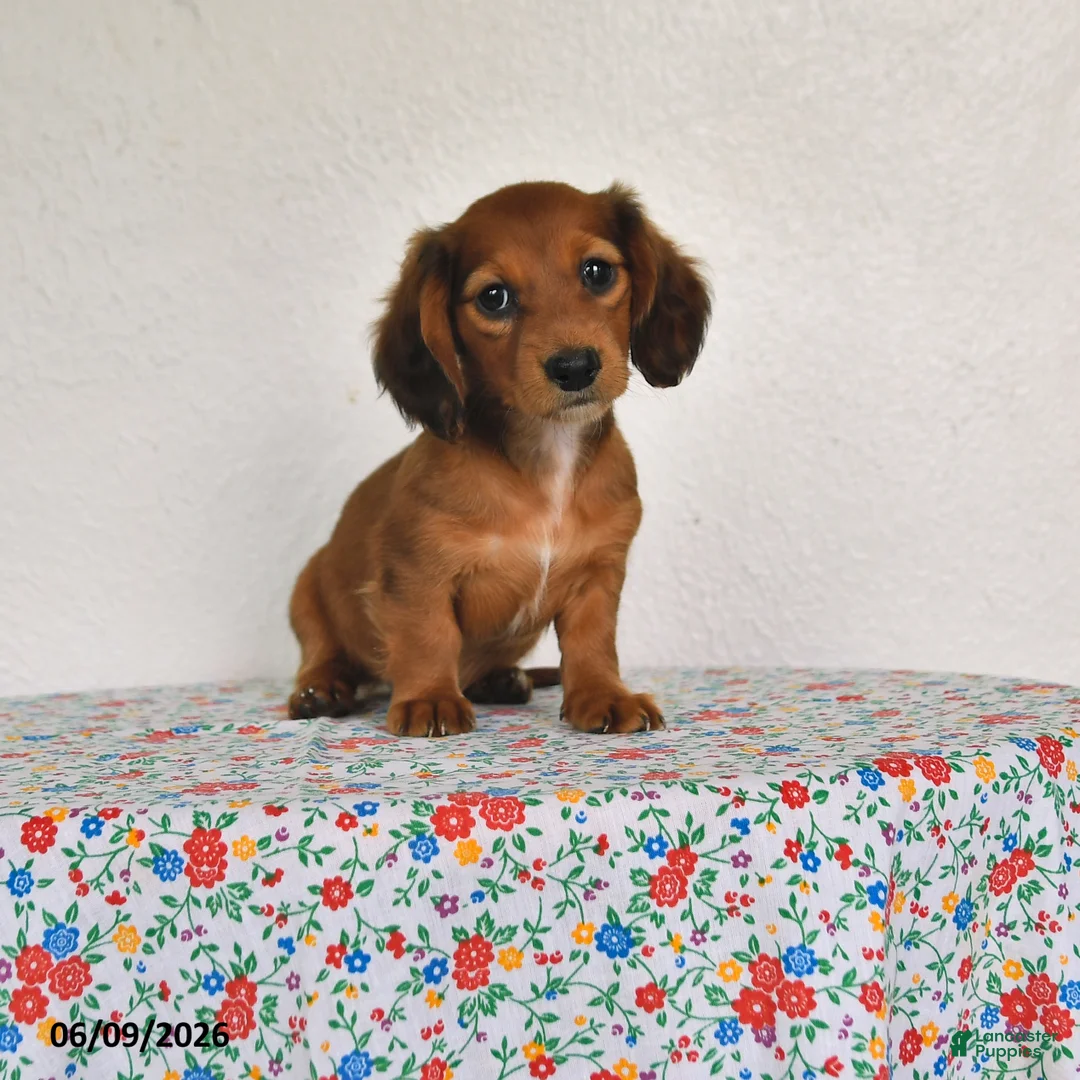 Miniature Dachshund dogs for sale: Kylie - Ad 1