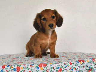 Miniature Dachshund dogs for sale: Kylie - Ad 2