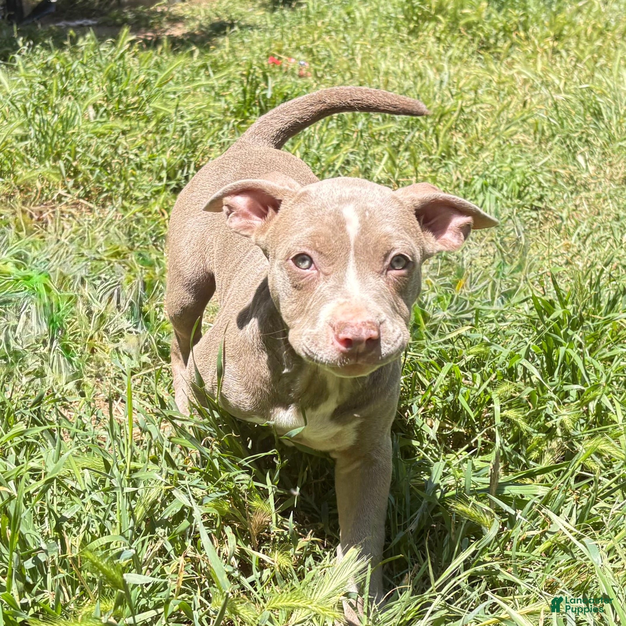 Mixed Breed dogs “Opal” - Ad 38