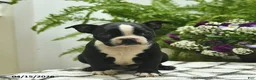 Boston Terrier dogs for sale: Mollie  - Ad 4